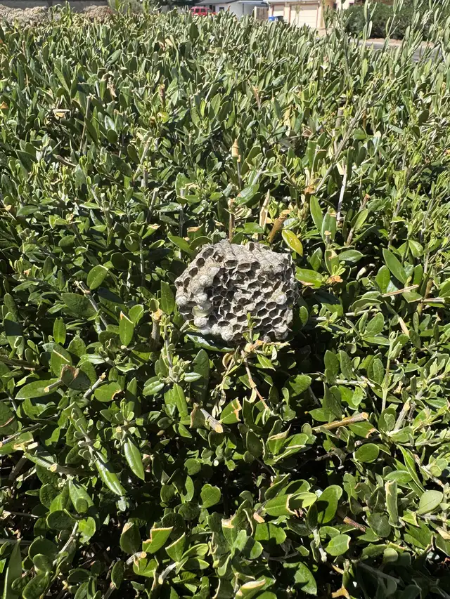 Wasp nest found in a residential hedge