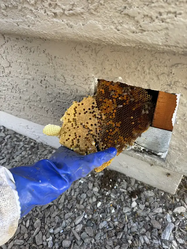 Honeycomb removed from a stucco wall during bee service