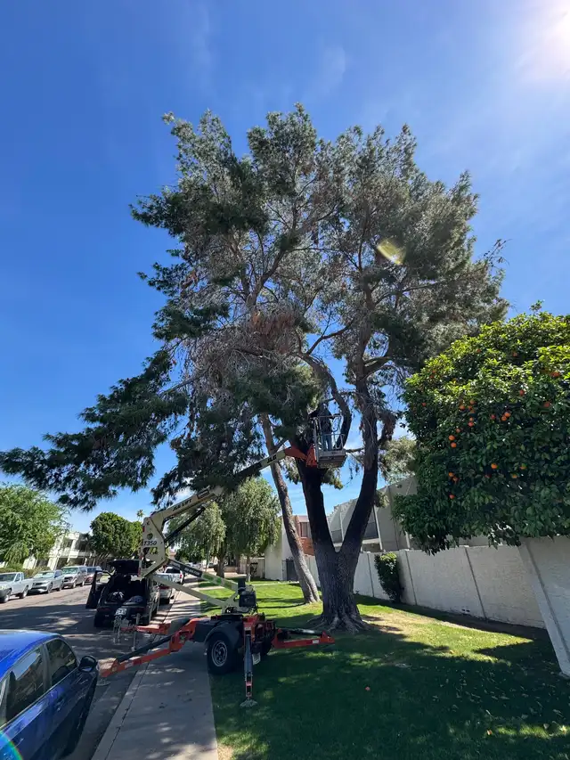 Tree Removal & Trimming